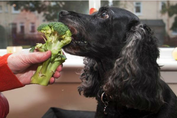 cane che mangia i broccoli