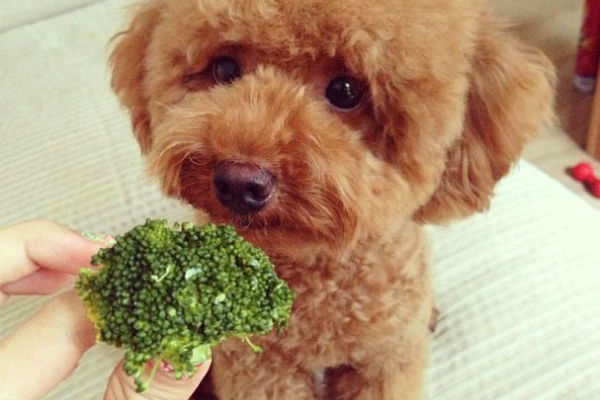 cane piccolo e broccoli