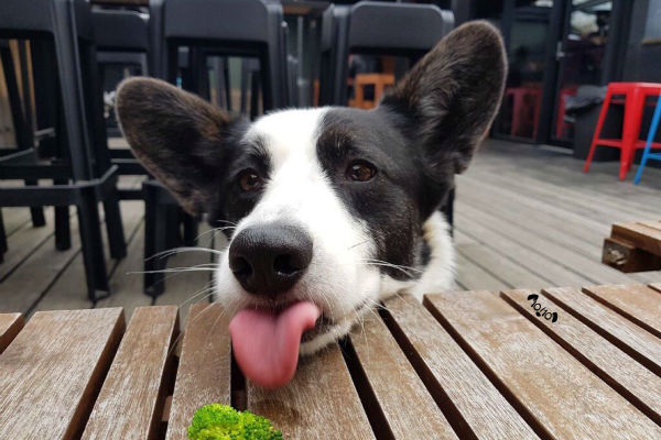 cane con lingua di fuori