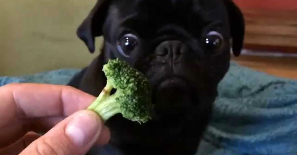 Cani e broccoli: possiamo metterli nella loro ciotola?