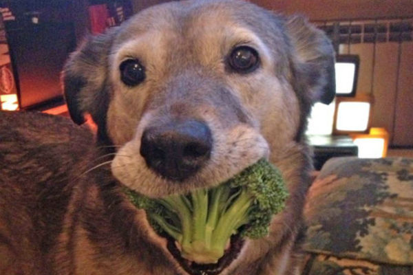 cane e broccoli