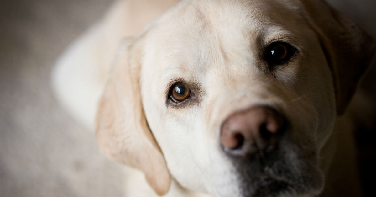 Cani e frutta disidratata: benefici e suggerimenti