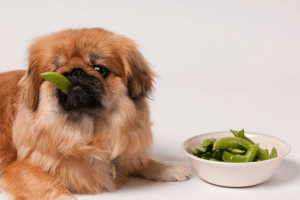 cucciolo di cane