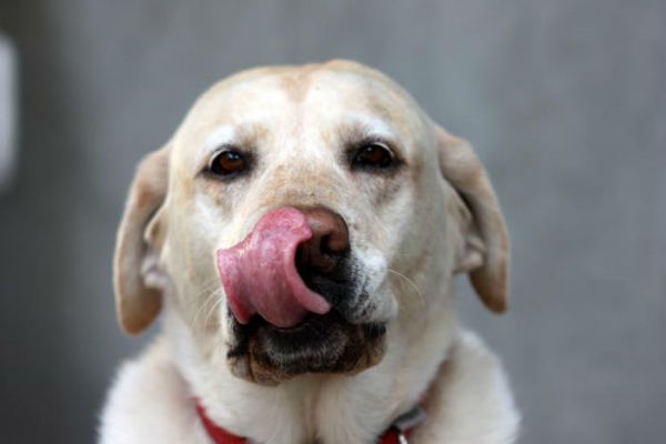 cane che si lecca il naso