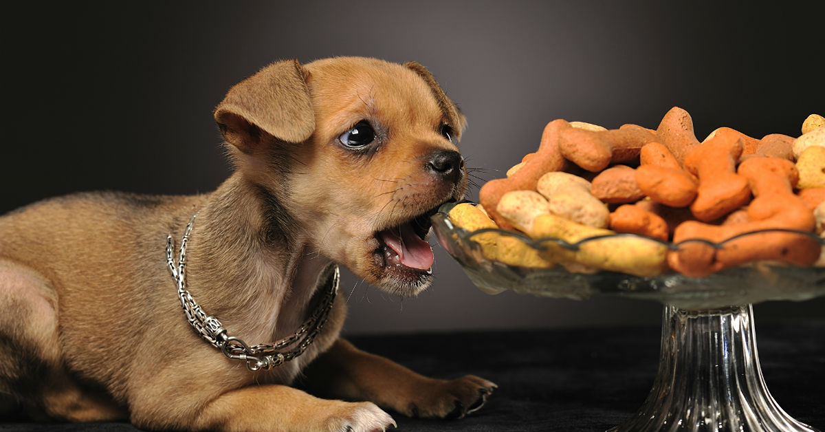 Cani e frutta secca: quali non possono mangiare, mai?