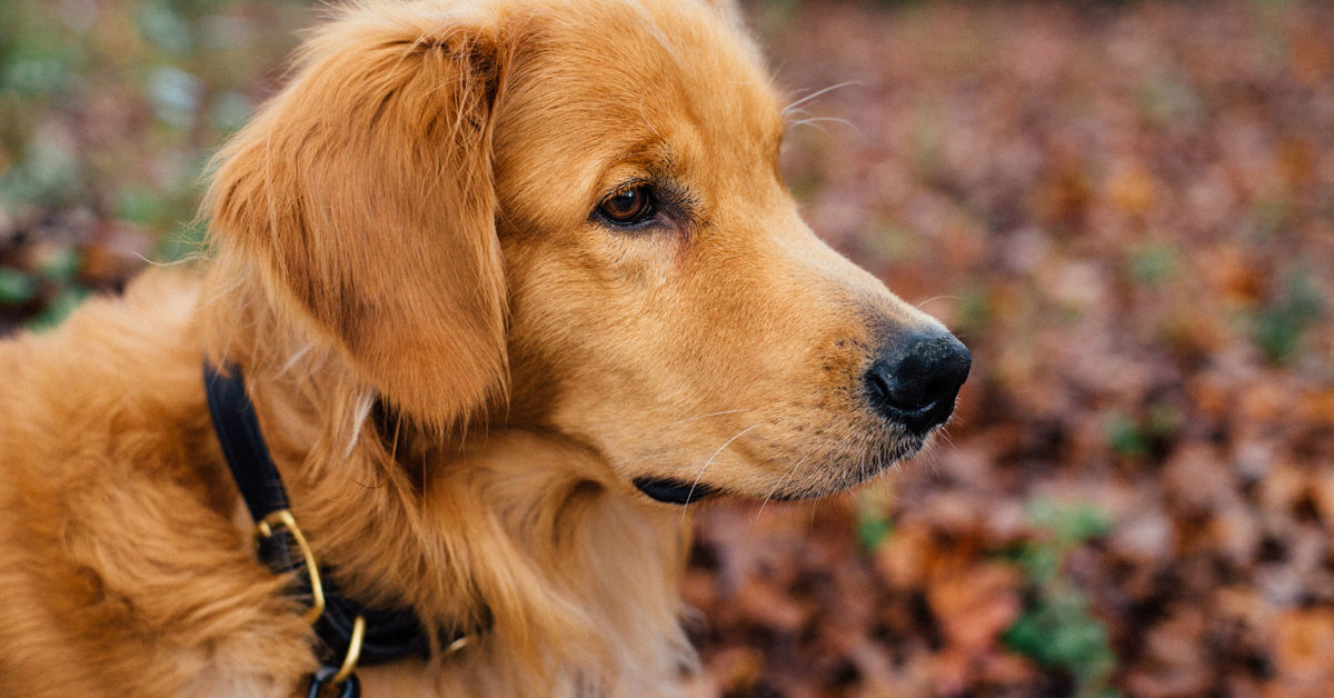 Cani e oli: 4 alleati naturali da aggiungere alla dieta