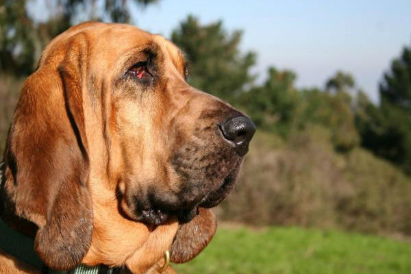 cane che guarda