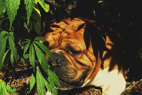 cane e foglie di cannabis