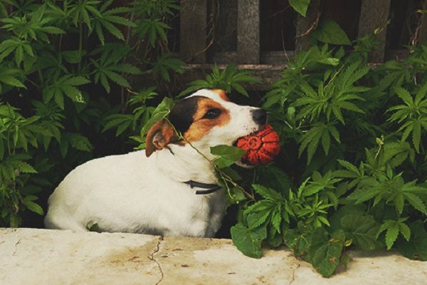 cane con palla in bocca