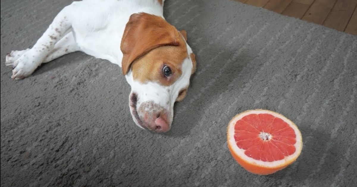 Cani e pompelmo: è vero che è velenoso?