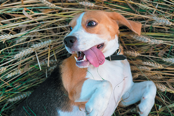 cane con la lingua di fuori