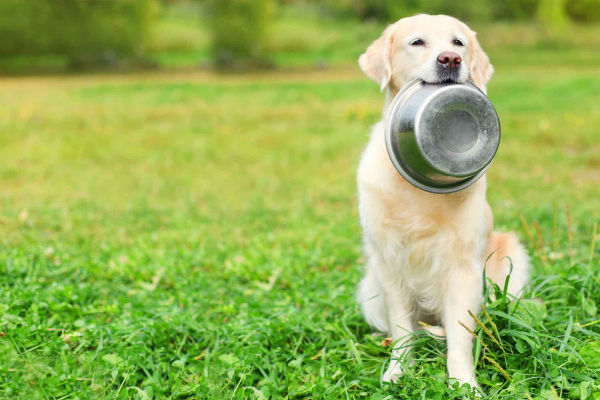 cane con ciotola in bocca