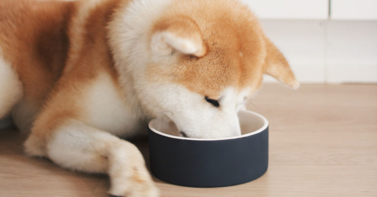 Cani e quinoa: la possono mangiare?