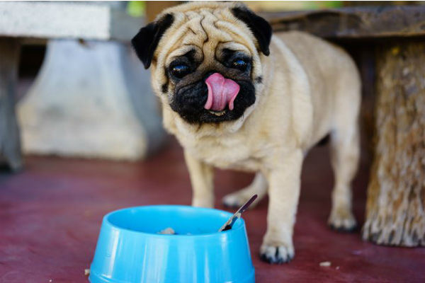 cane che mangia