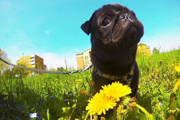 cane e tarassaco