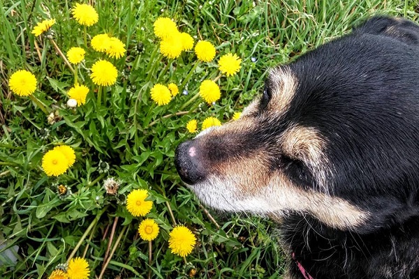 cane annusa tarassaci