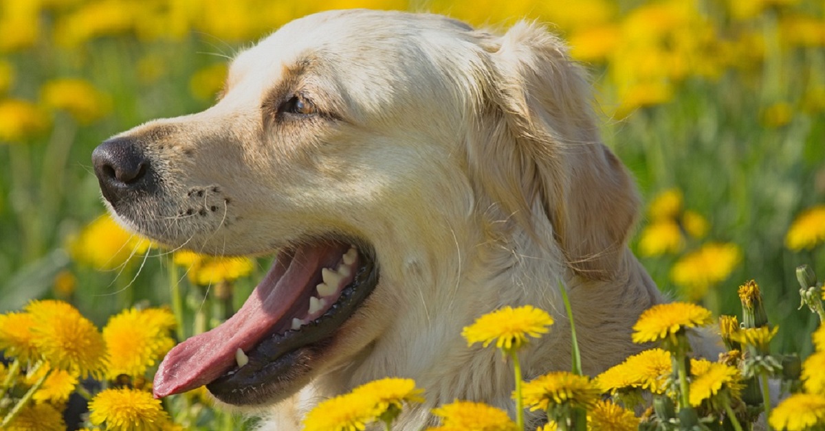 Cani e tarassaco: tutto quello che c’è da sapere