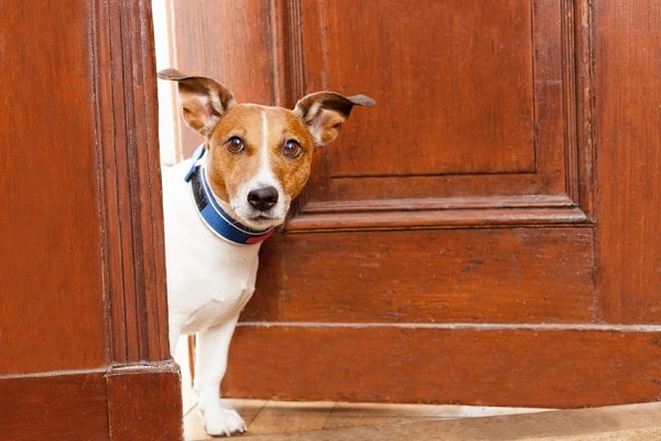 cane fuori dalla porta