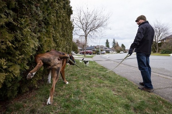 cane a passeggio