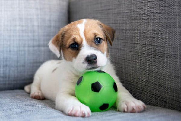 cucciolo di cane con palla