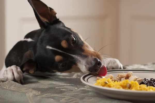 cane ruba cibo dal piatto