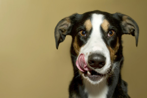 un cane affamato