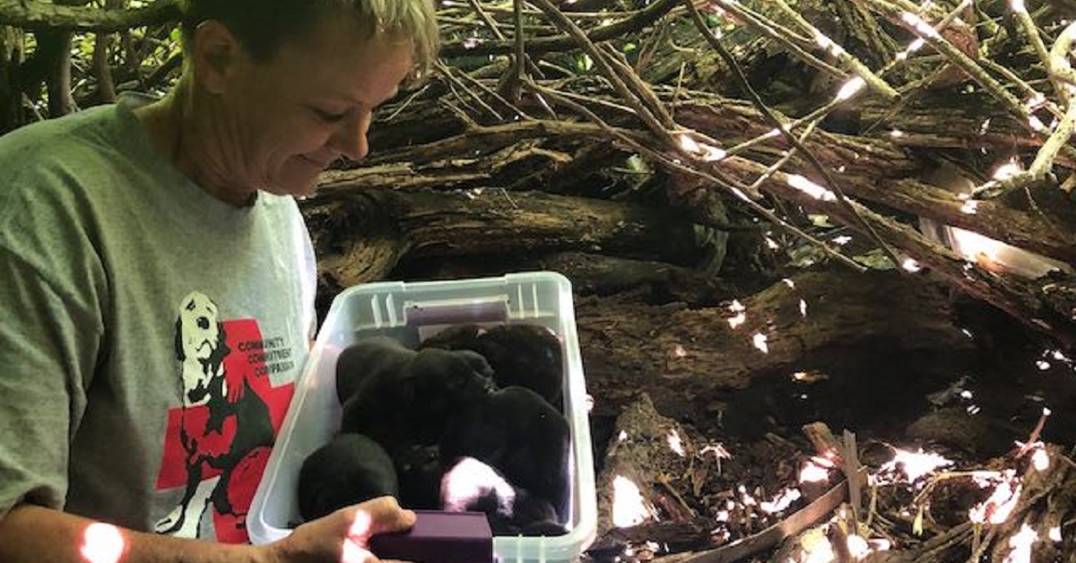 Cani nascosti nel bosco salvati da una donna