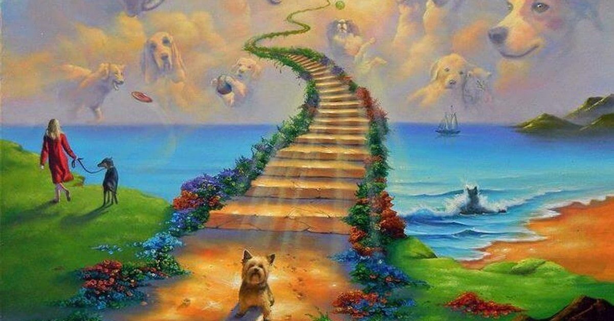 Ponte dell’arcobaleno, la storia: dove vanno i cani alla fine?
