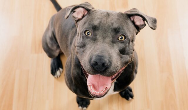 I cani possono mangiare il mais? Cosa sapere e ricette utili