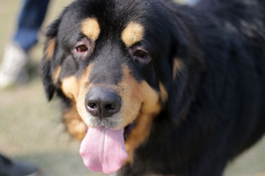 cane nero e marrone