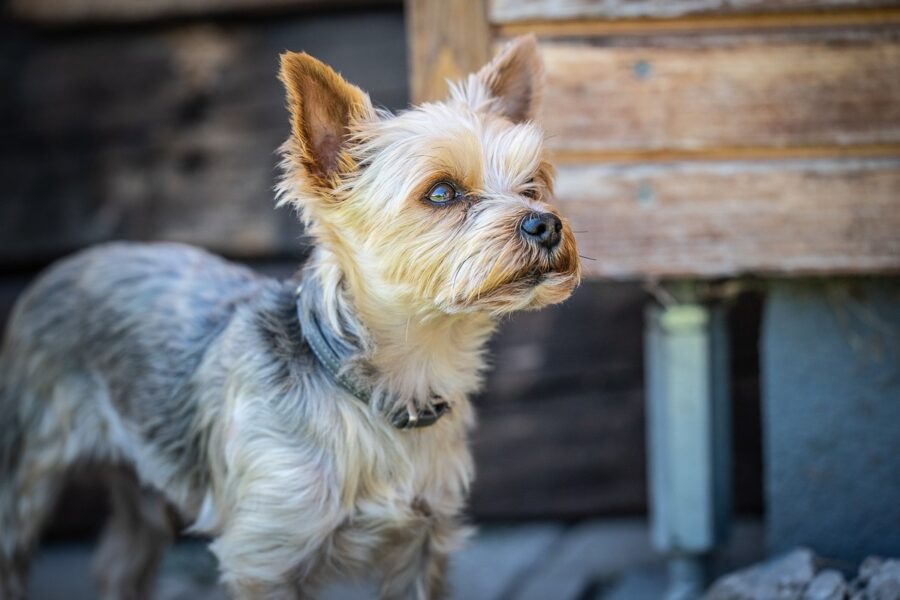 cane tipo yorkshire