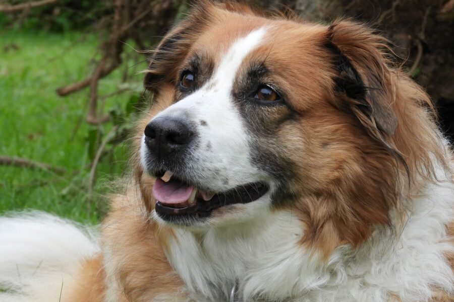 cane grande bianco e marrone