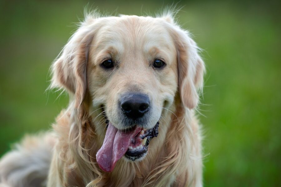 golden retriever sul prato