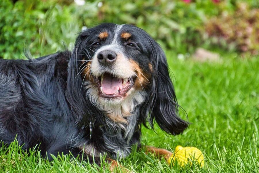 cane felice in giardino