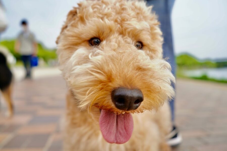 cane che fa la passeggiata