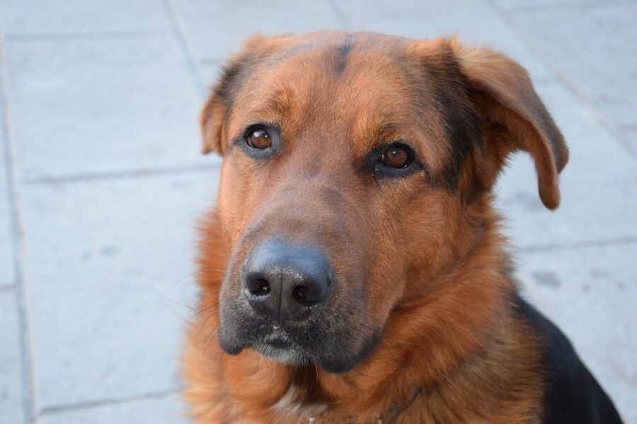 cane triste e preoccupato