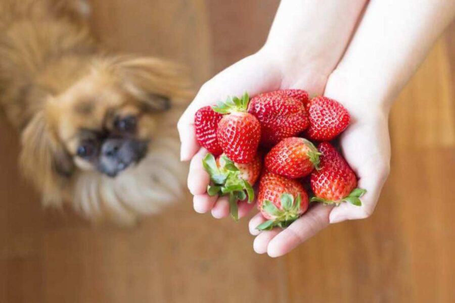 manciata di fragole adocchiate dal cane 