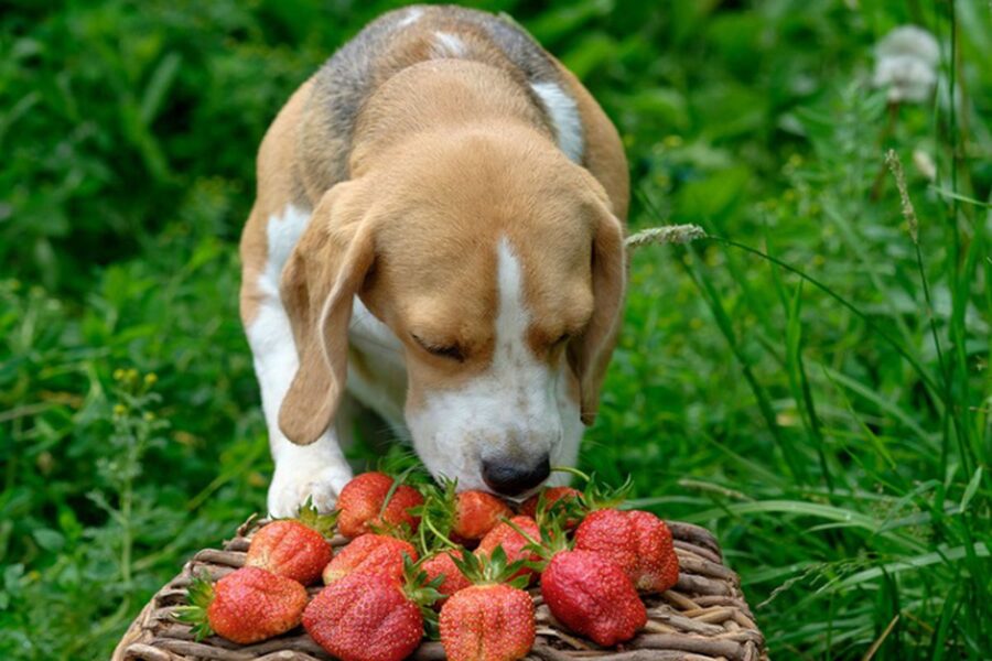 cane in giardino con le fragole