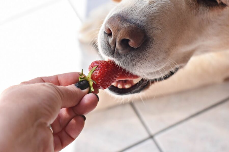 cane mangia fragola