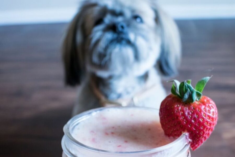 cane e frappe di fragole