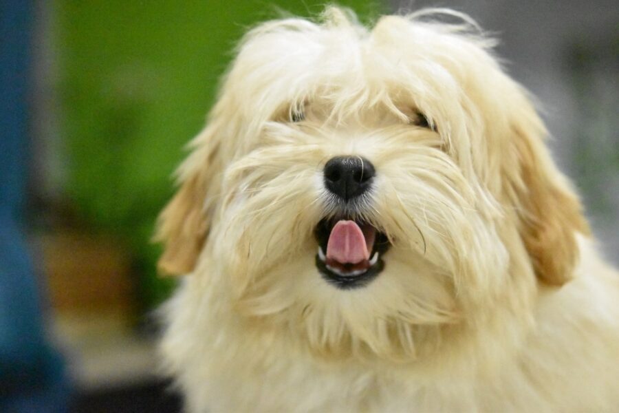 cagnolino bianco a pelo lungo