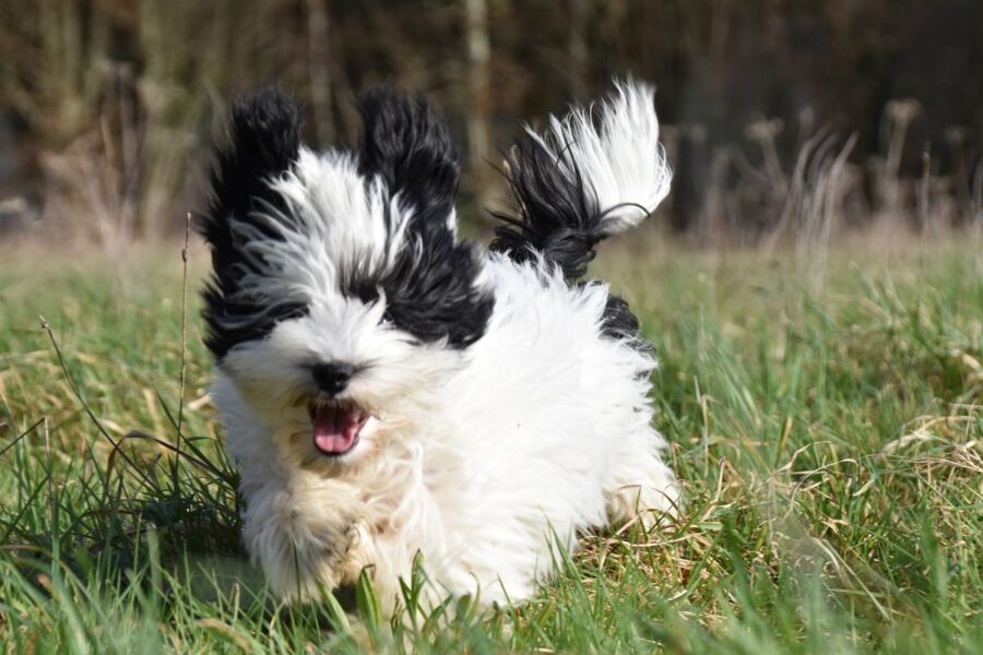 cagnolino bianco e nero che corre