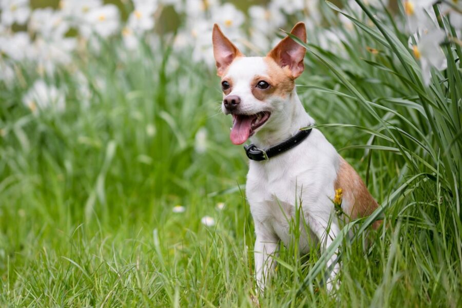 cane in mezzo alla natura