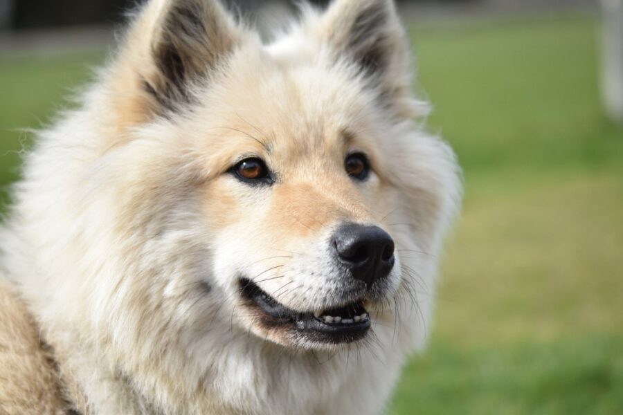 cane simile al lupo