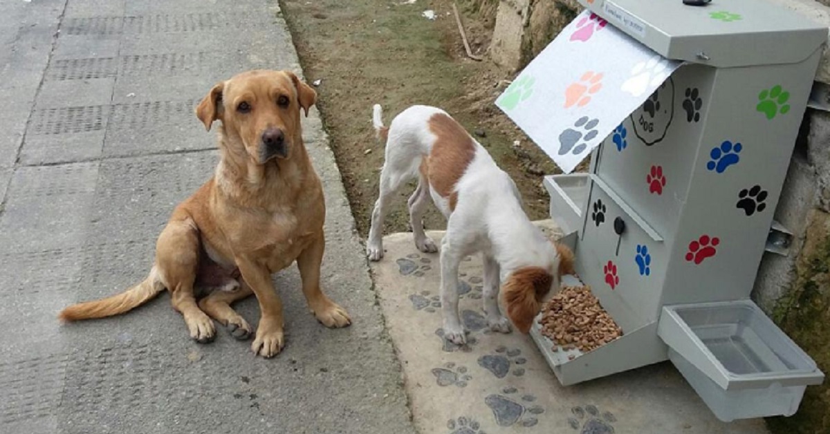 Cani randagi, in arrivo le crocchette contraccettive