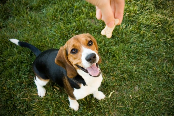 un beagle aspetta il biscottino