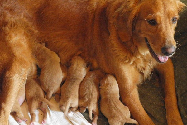 mamma e cuccioli