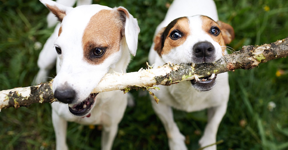 I cani riconoscono i fratelli?