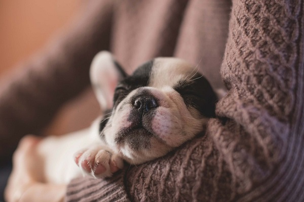 cucciolo di cane 