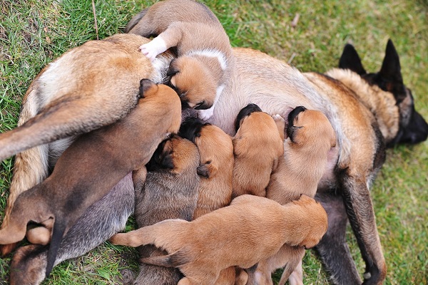 cuccioli di cane in allattamento